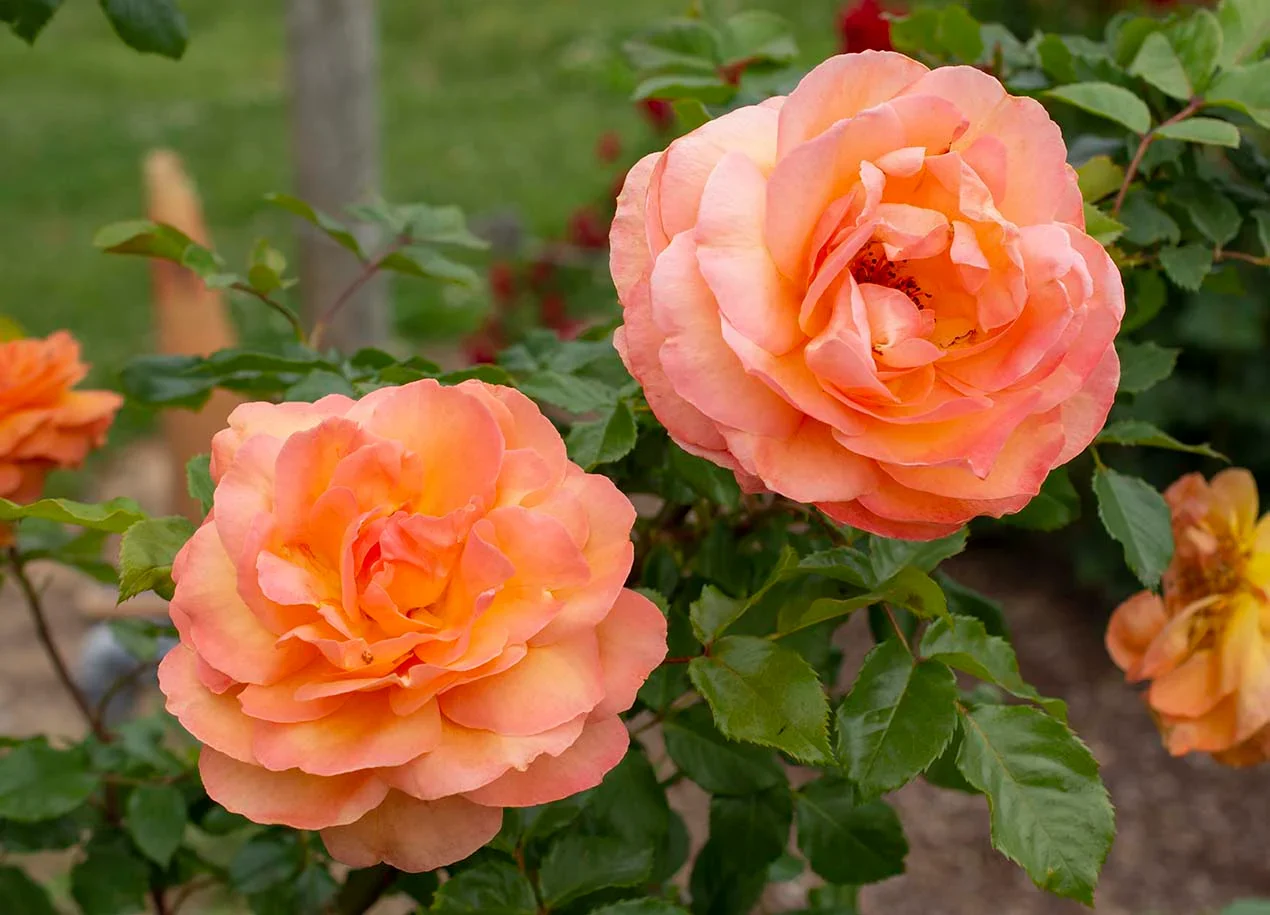Arborose® Tangerine Skies™ - Kordes® Roses - Image 3