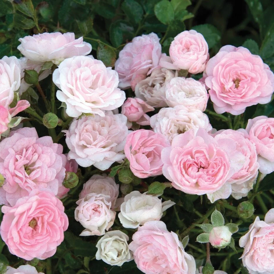 The Fairy - Star Roses and Plants