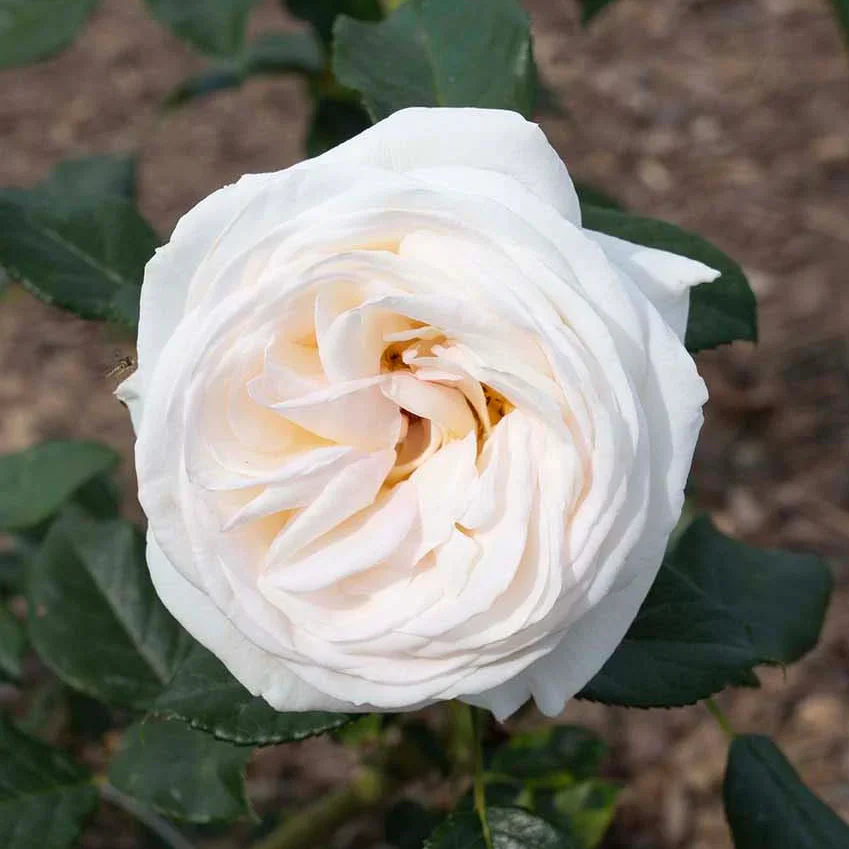 Top Cream - Star Roses and Plants