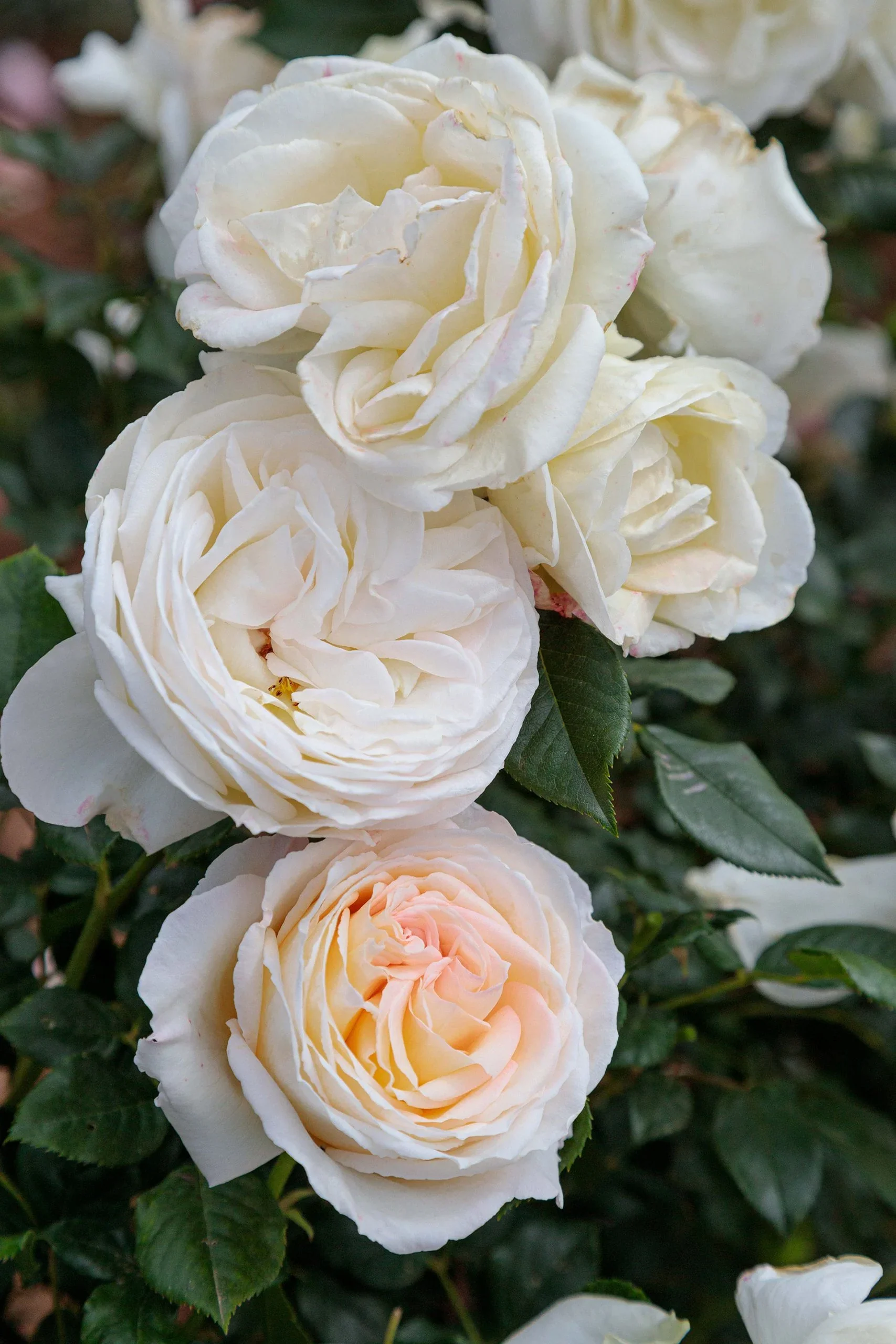 Top Cream - Star Roses and Plants - Image 2