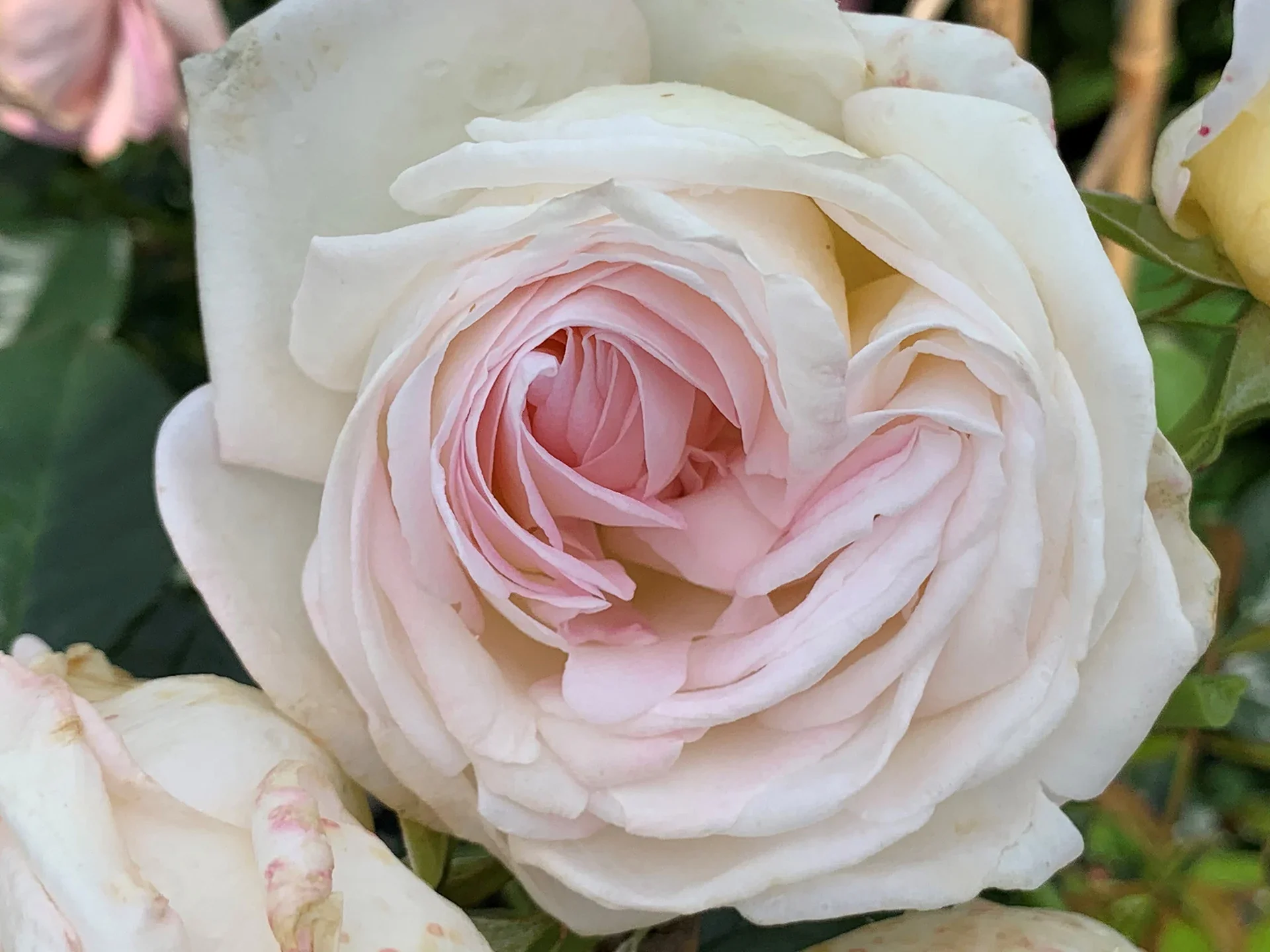 Top Cream - Star Roses and Plants - Image 3