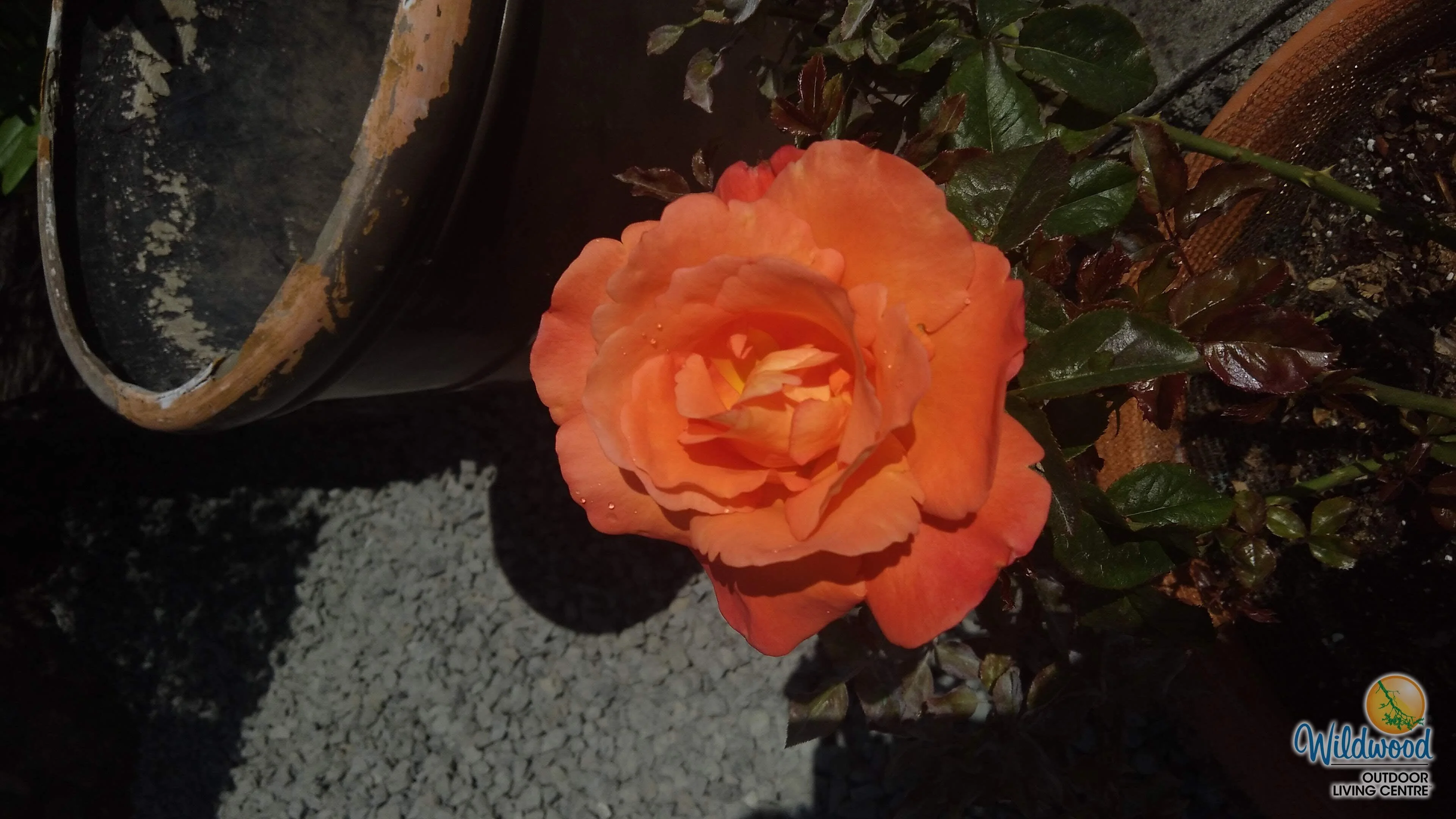 Voodoo - Star Roses and Plants - Image 2