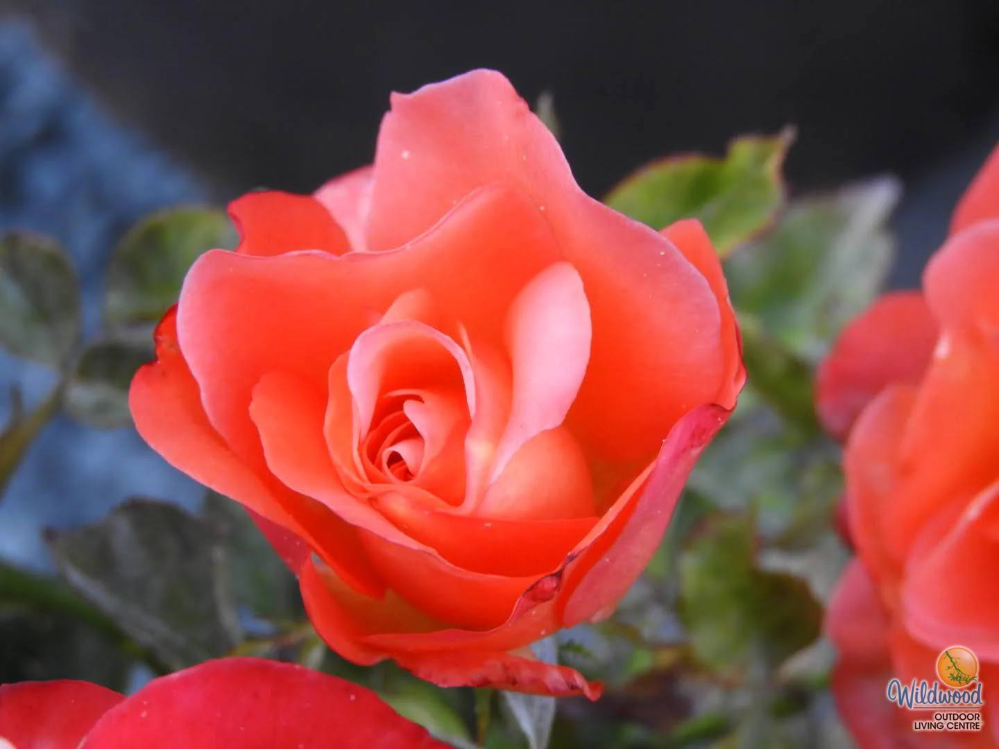 Voodoo - Star Roses and Plants - Image 3