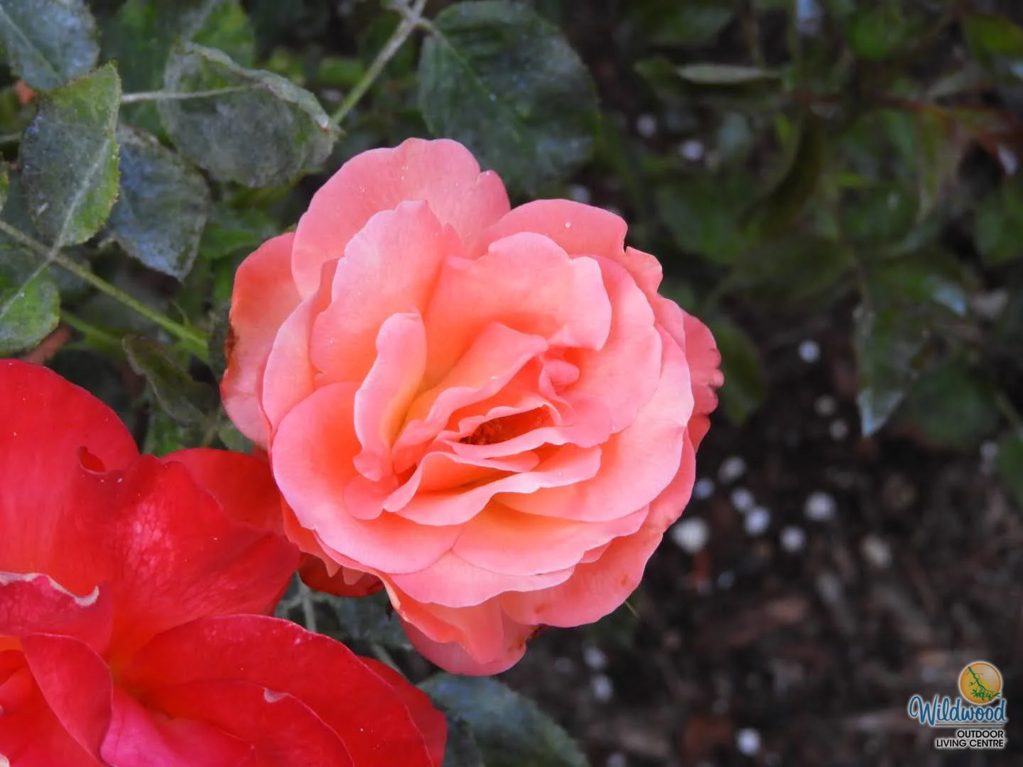 Voodoo - Star Roses and Plants - Image 4