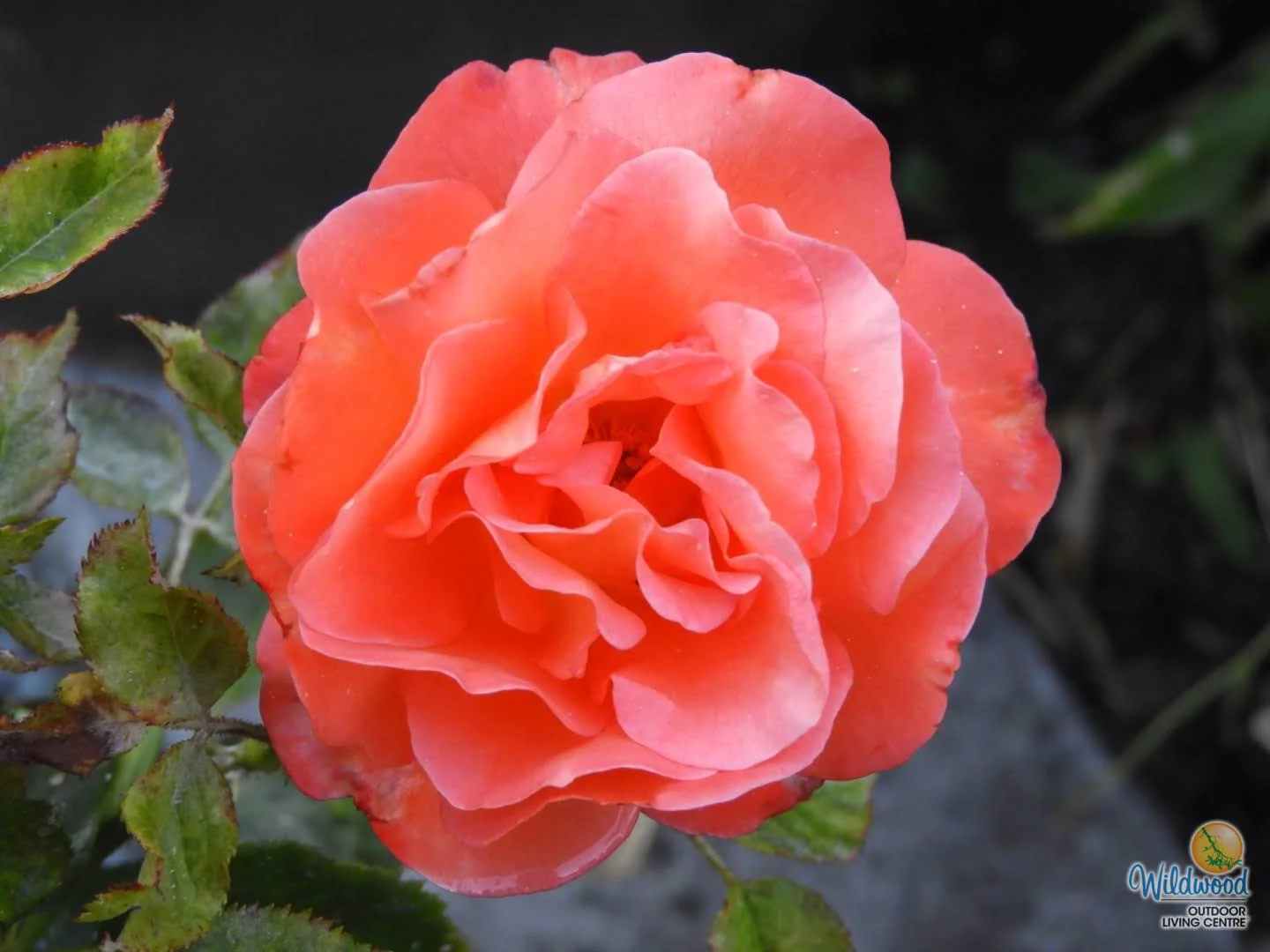 Voodoo - Star Roses and Plants - Image 5