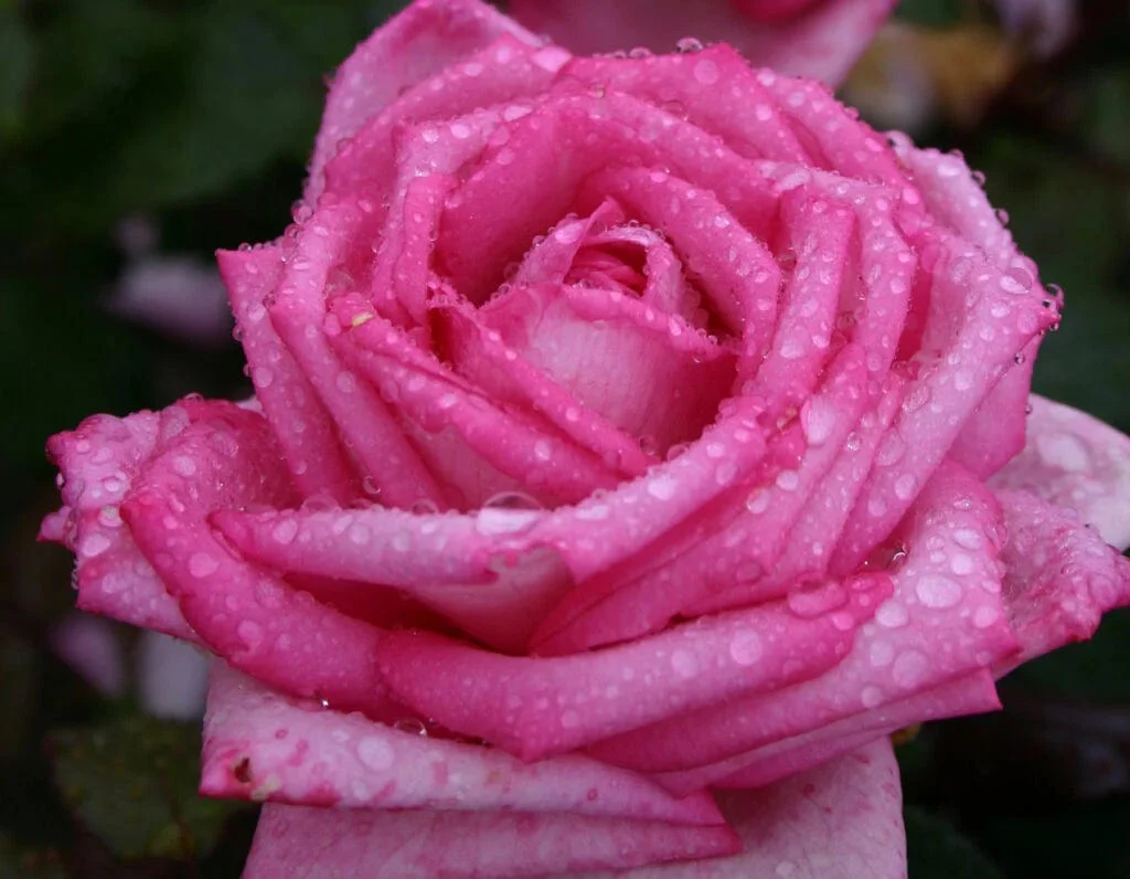 Eleganza® Wedding Bells™ - Kordes® Roses