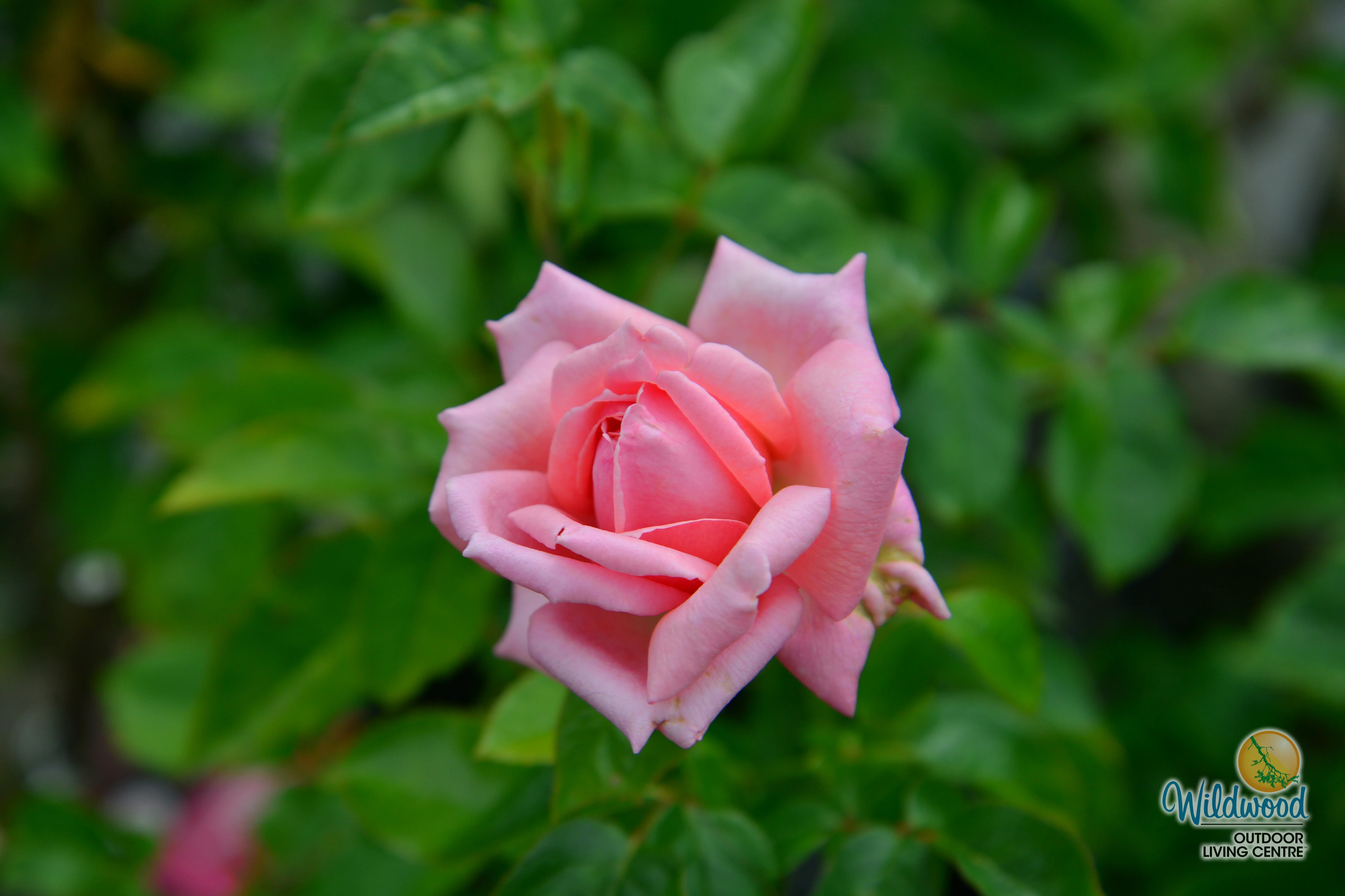 Eleganza® Wedding Bells™ - Kordes® Roses - Image 2