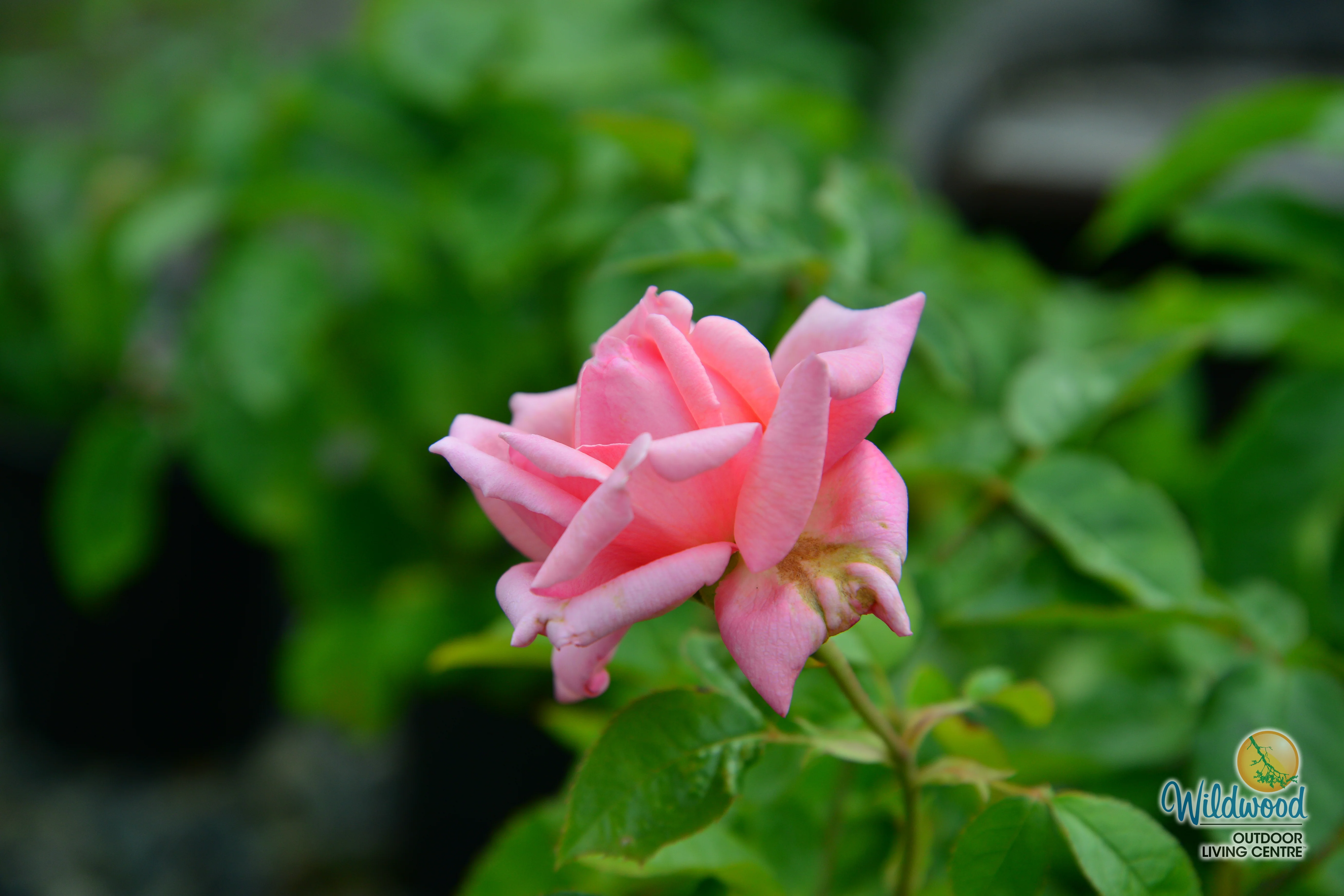 Eleganza® Wedding Bells™ - Kordes® Roses - Image 3