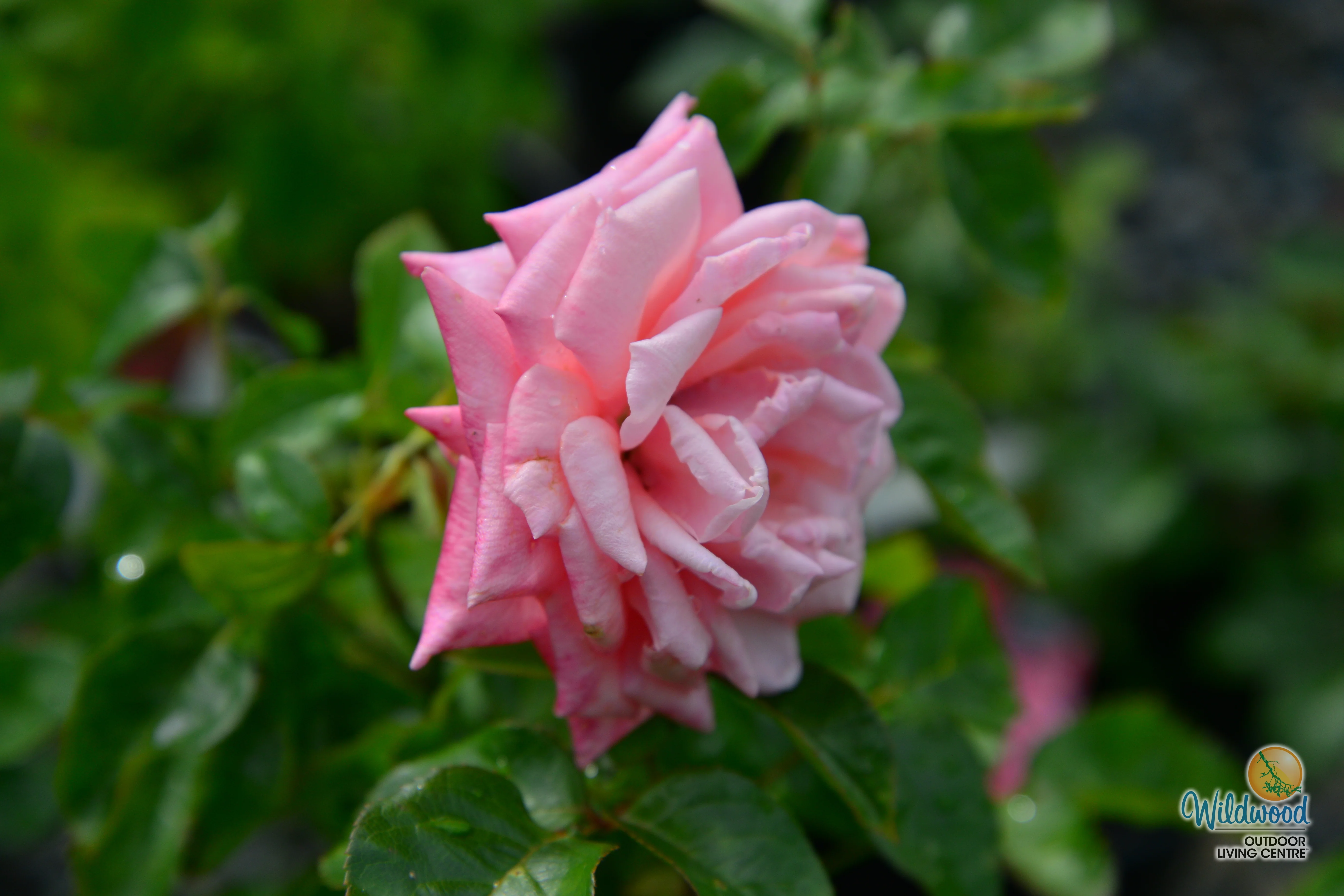 Eleganza® Wedding Bells™ - Kordes® Roses - Image 4