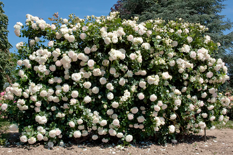 White Eden Climber - Star Roses and Plants - Image 2