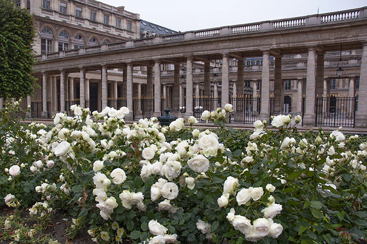 White Eden Climber - Star Roses and Plants - Image 3