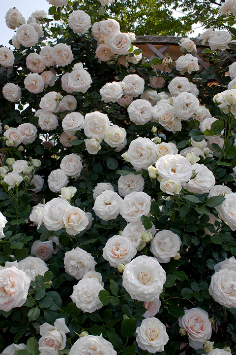 White Eden Climber - Star Roses and Plants - Image 4