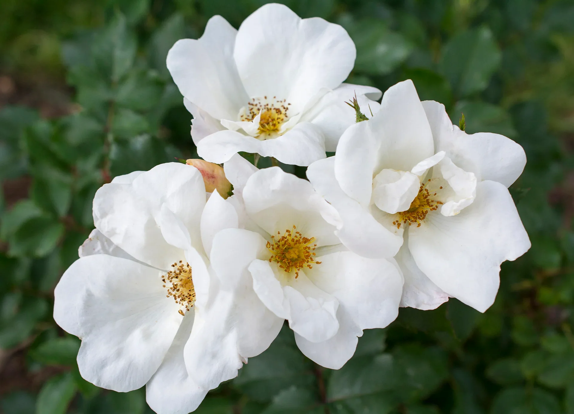 White Knock Out - Star Roses and Plants - Image 2