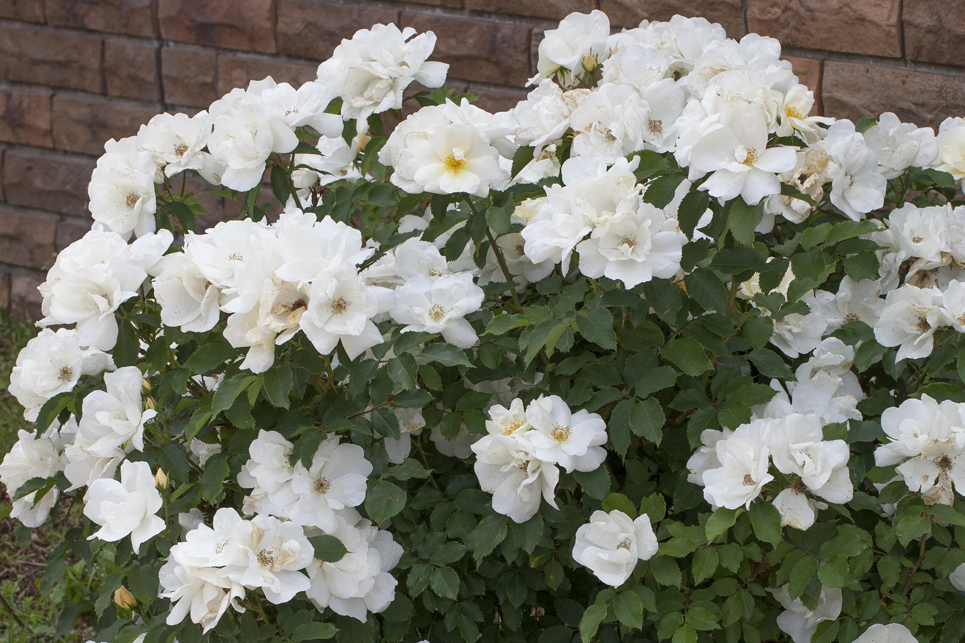 White Knock Out - Star Roses and Plants - Image 3