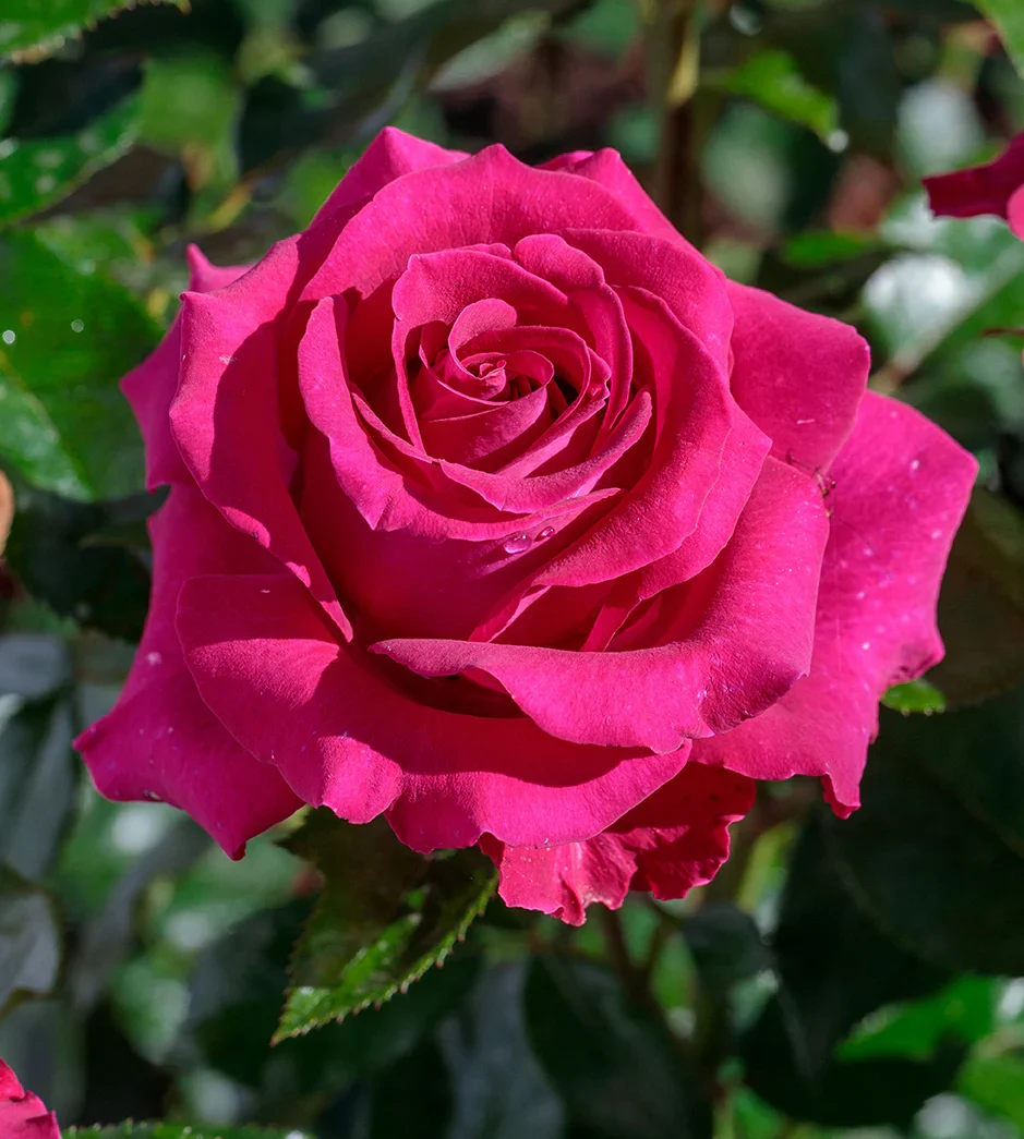 Stiletto™ - Star Roses and Plants
