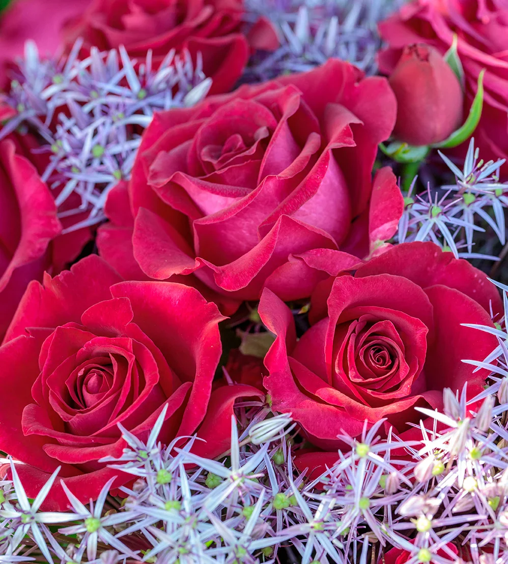 Stiletto™ - Star Roses and Plants - Image 2