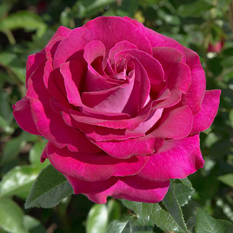 Stiletto™ - Star Roses and Plants - Image 3