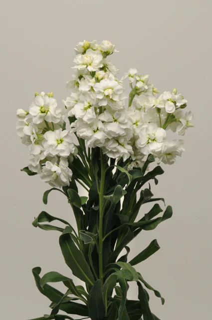 Stock Katz White - West Coast Seeds - Image 2