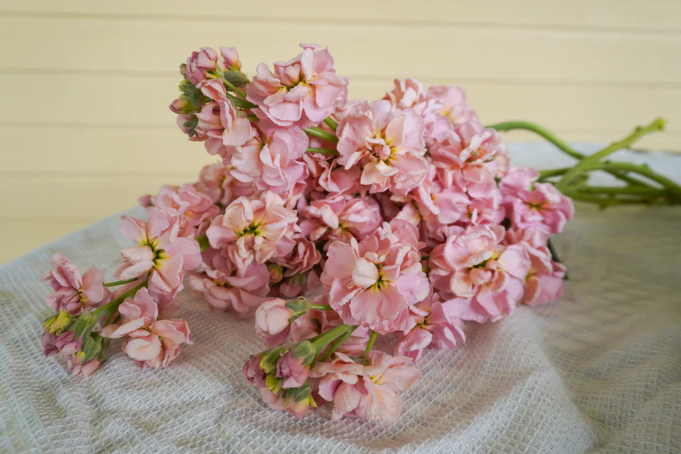 Stocks Katz Apricot - West Coast Seeds - Image 3