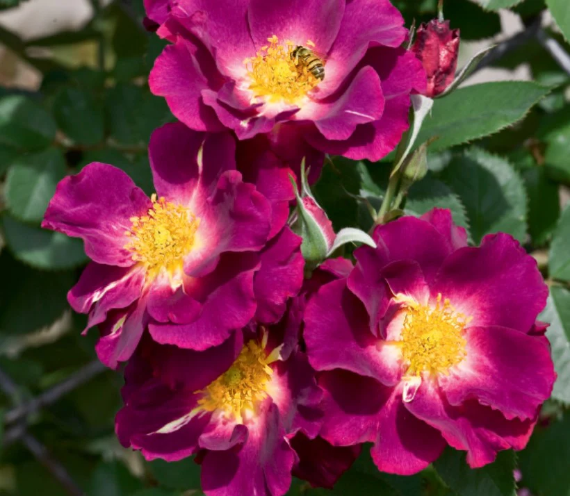 Stormy Weather - Weeks Rose