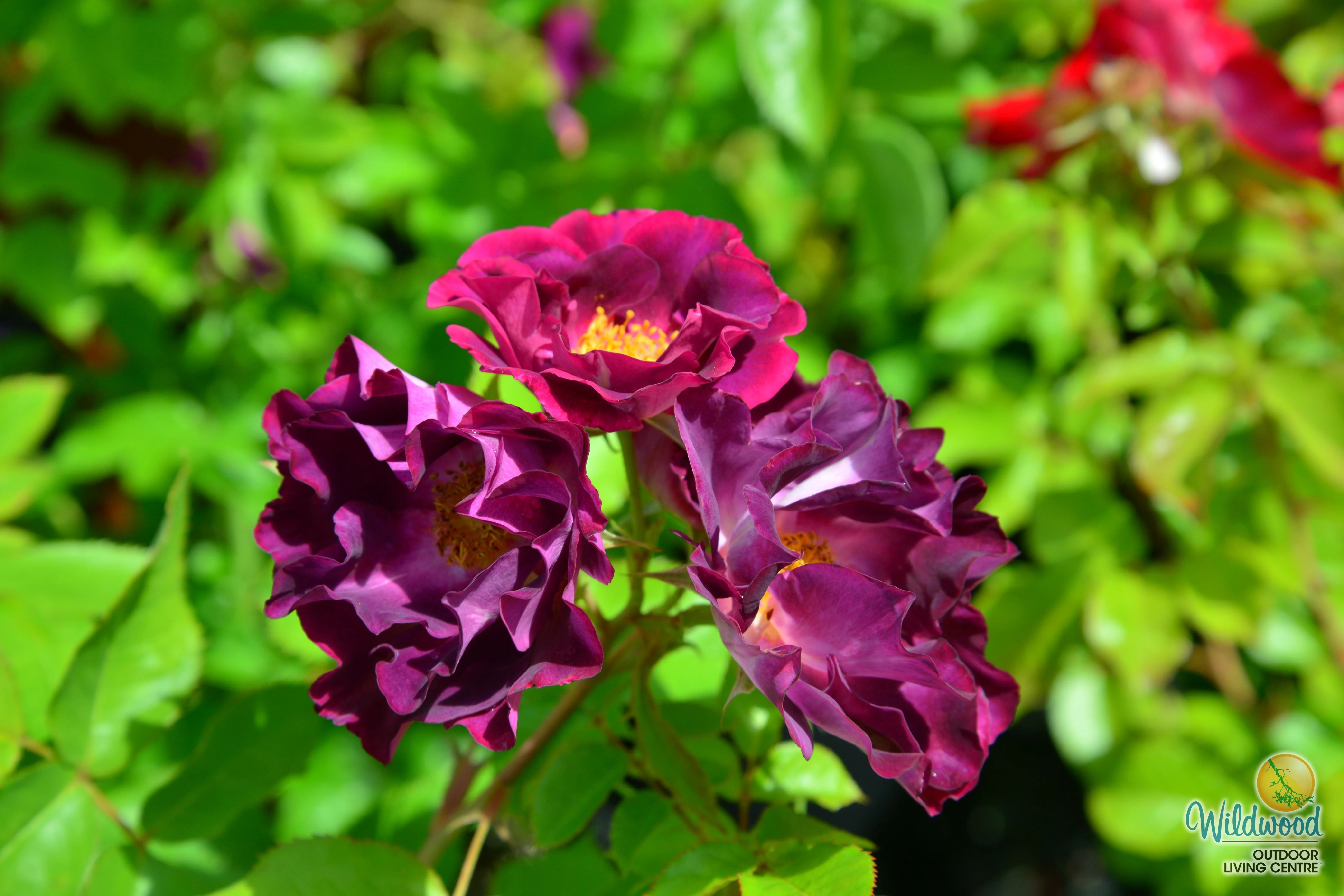 Stormy Weather - Weeks Rose - Image 2