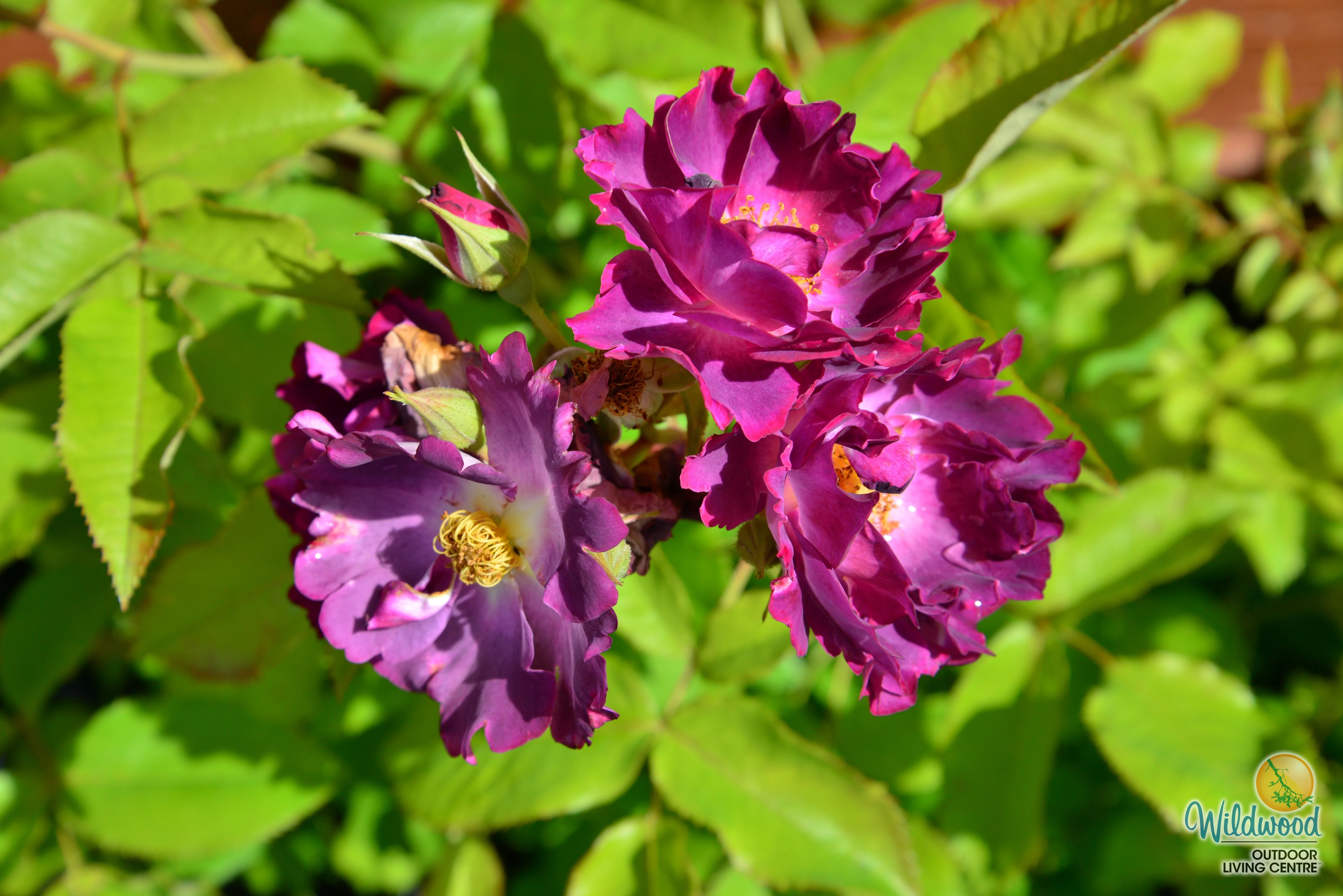 Stormy Weather - Weeks Rose - Image 3