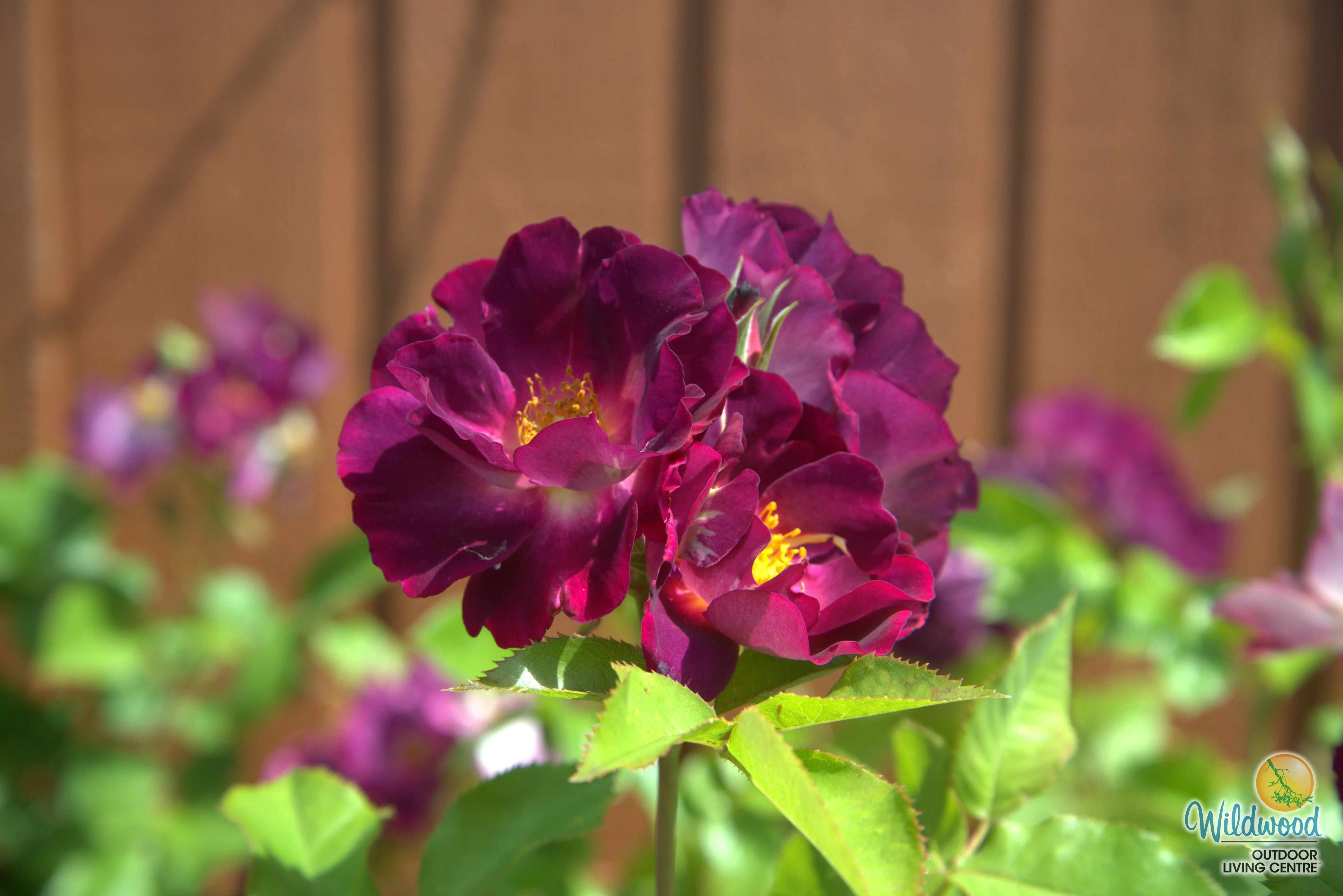 Stormy Weather - Weeks Rose - Image 4