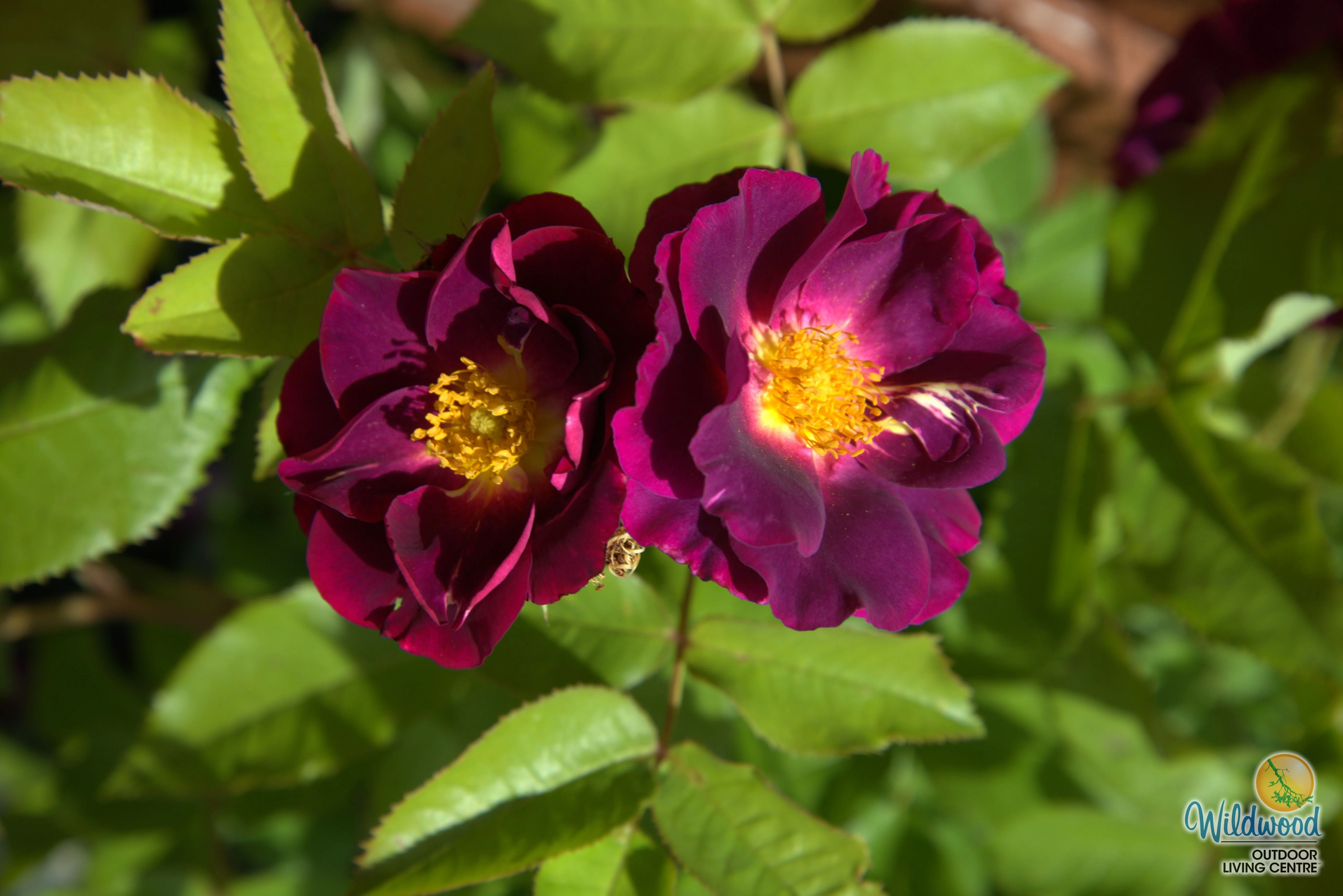 Stormy Weather - Weeks Rose - Image 5
