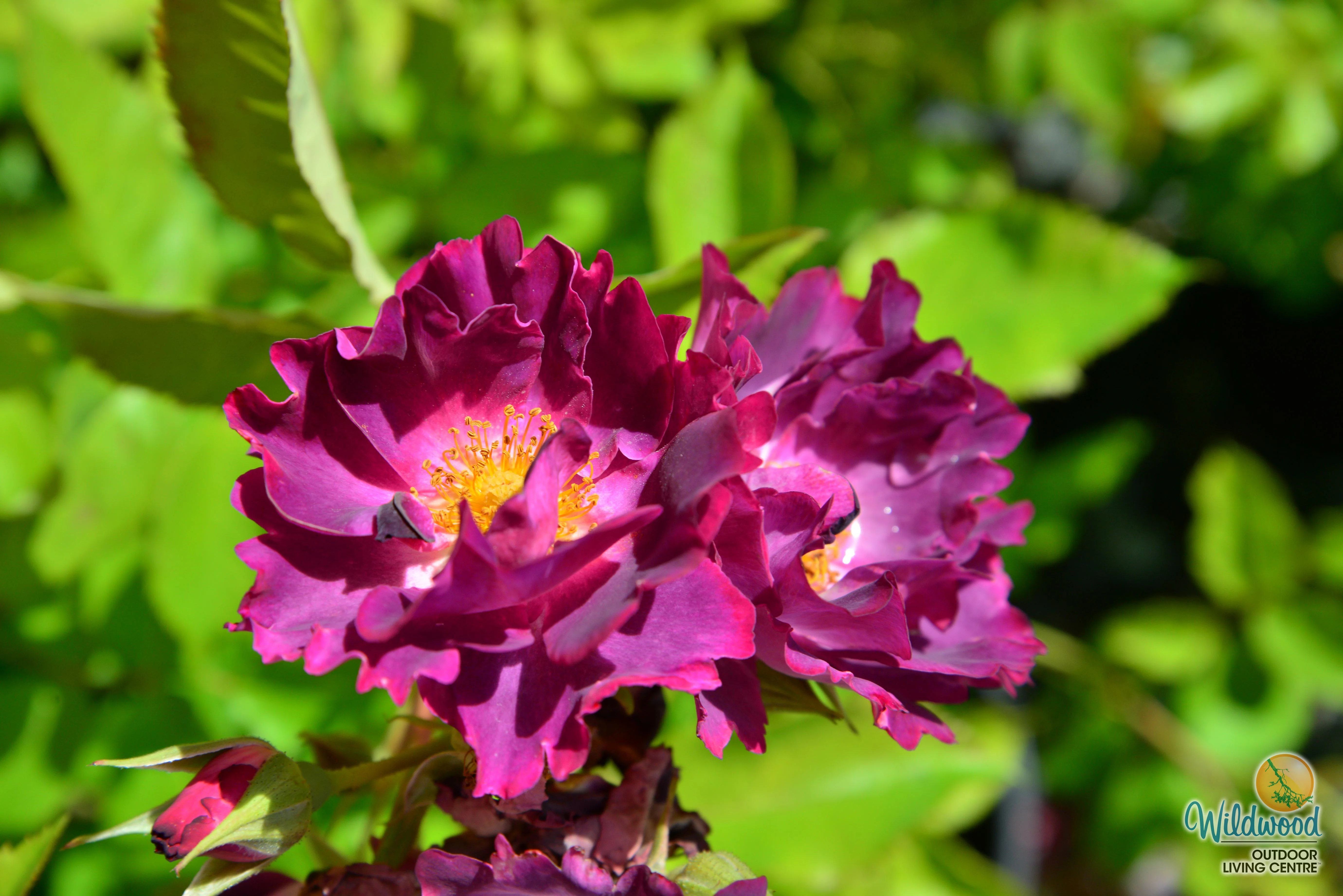 Stormy Weather - Weeks Rose - Image 6