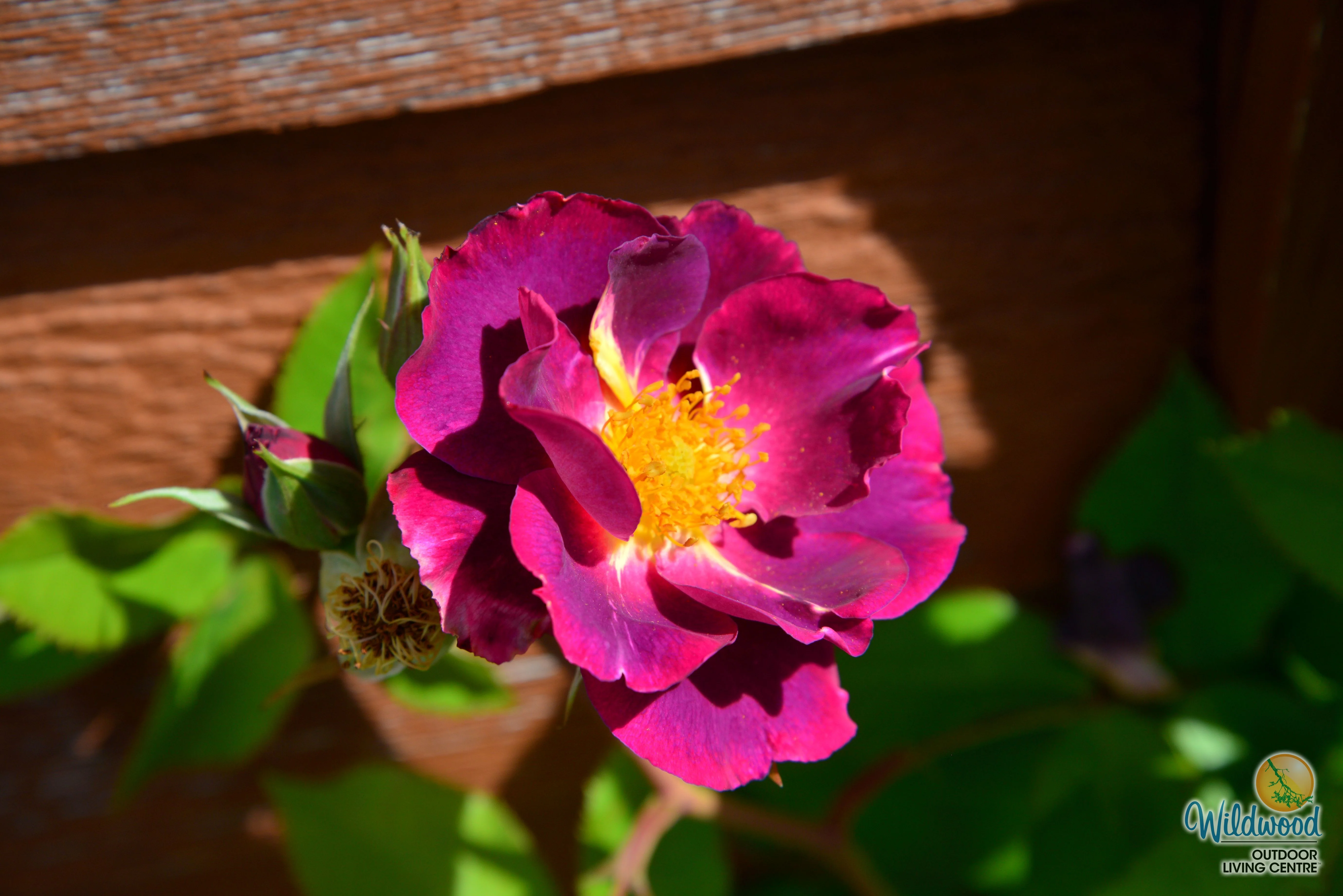 Stormy Weather - Weeks Rose - Image 7
