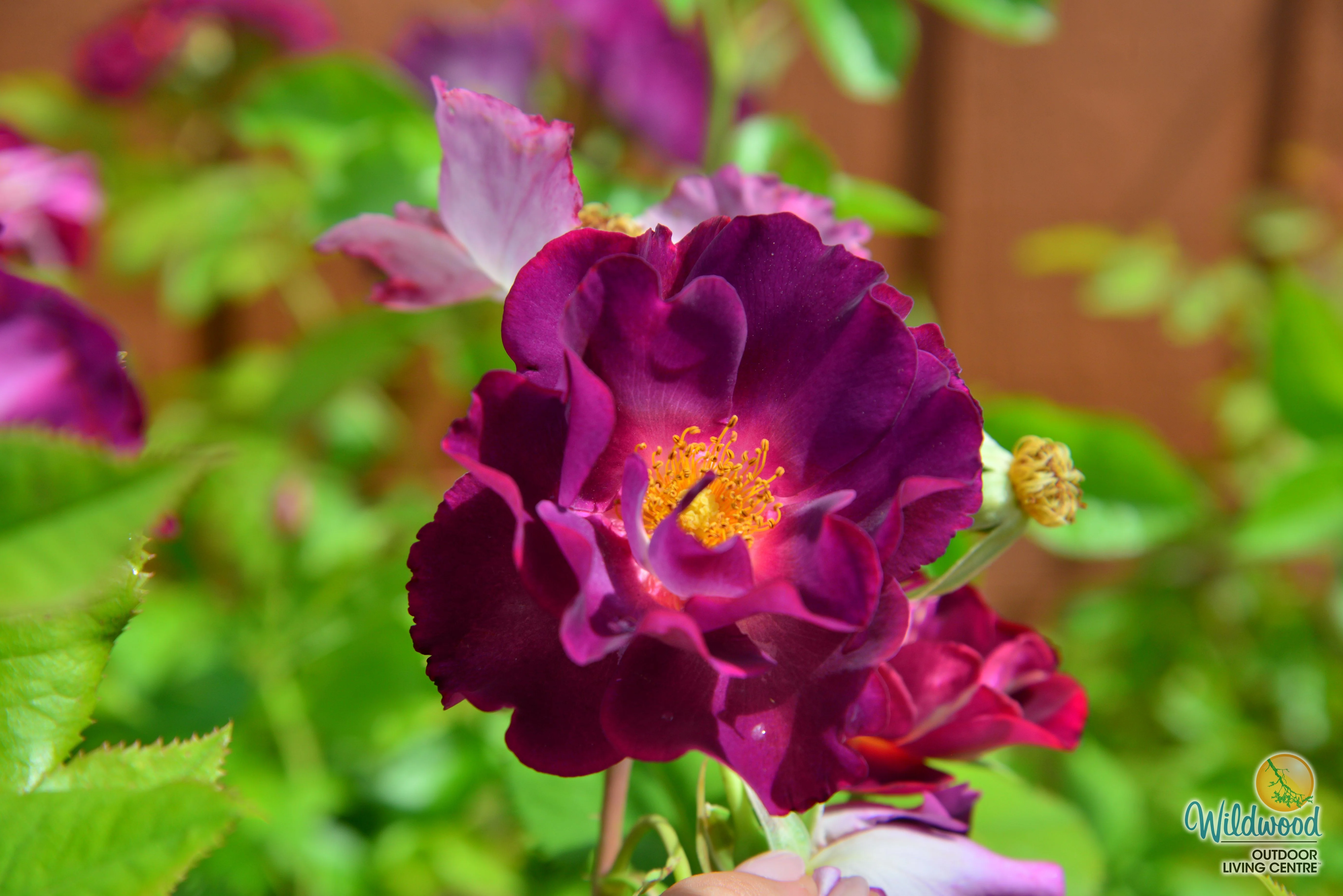 Stormy Weather - Weeks Rose - Image 8