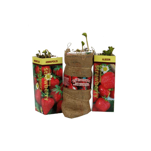 Strawberry - Eversweet, Everbearing (Burlap) - Image 3
