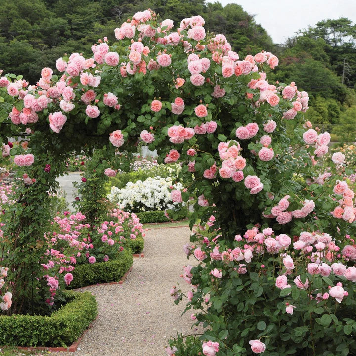 Strawberry Hill - David Austin Rose - Image 2