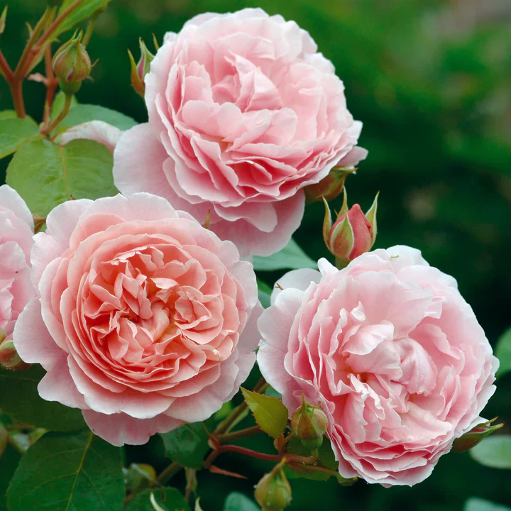 Strawberry Hill - David Austin Rose - Image 3