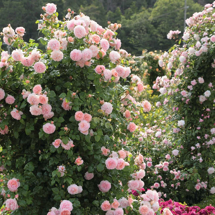 Strawberry Hill - David Austin Rose - Image 4