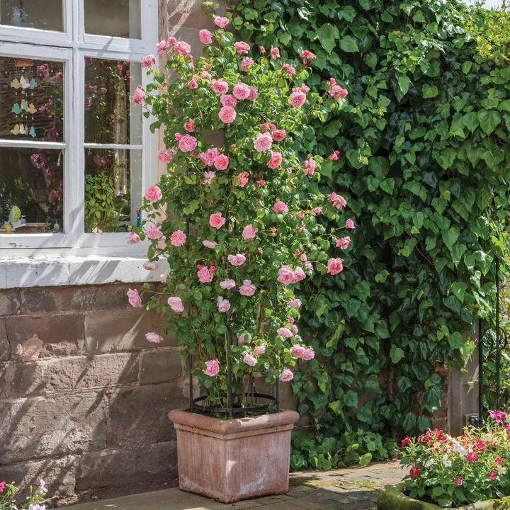 Strawberry Hill - David Austin Rose - Image 5