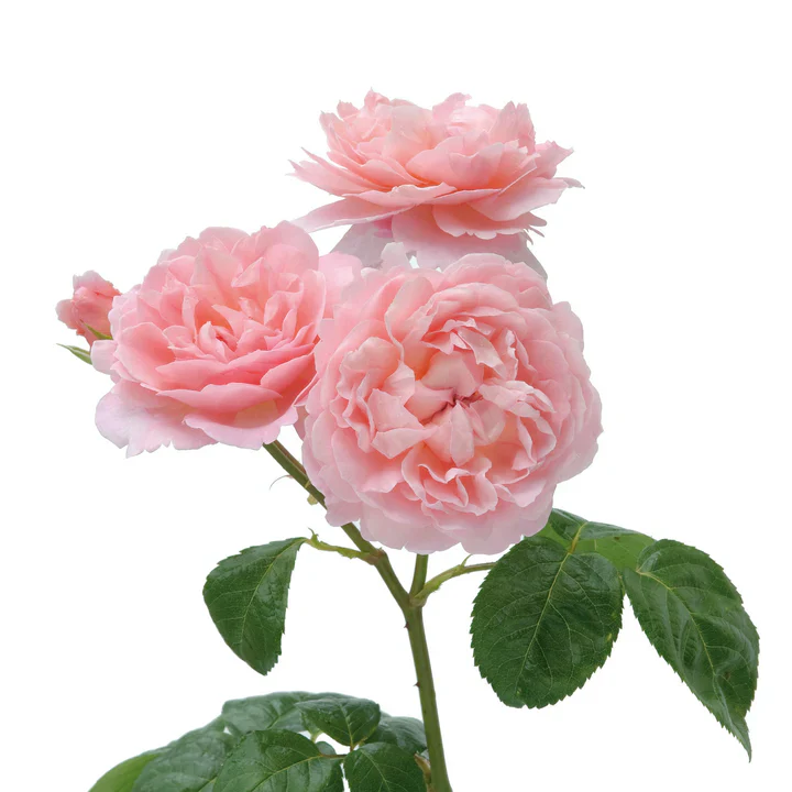 Strawberry Hill - David Austin Rose - Image 6