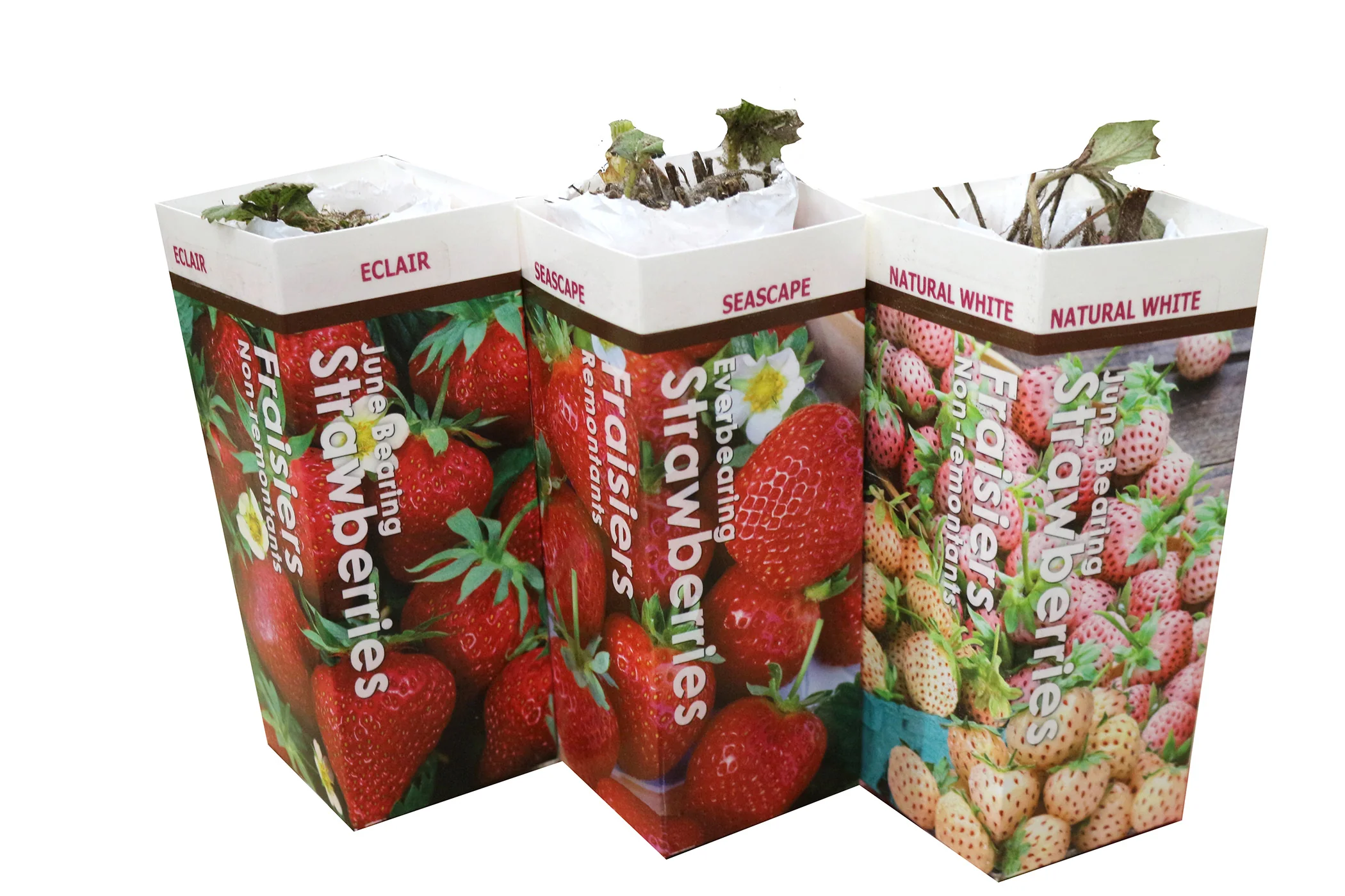 Strawberry - Ozark Beauty, Everbearing - Image 4
