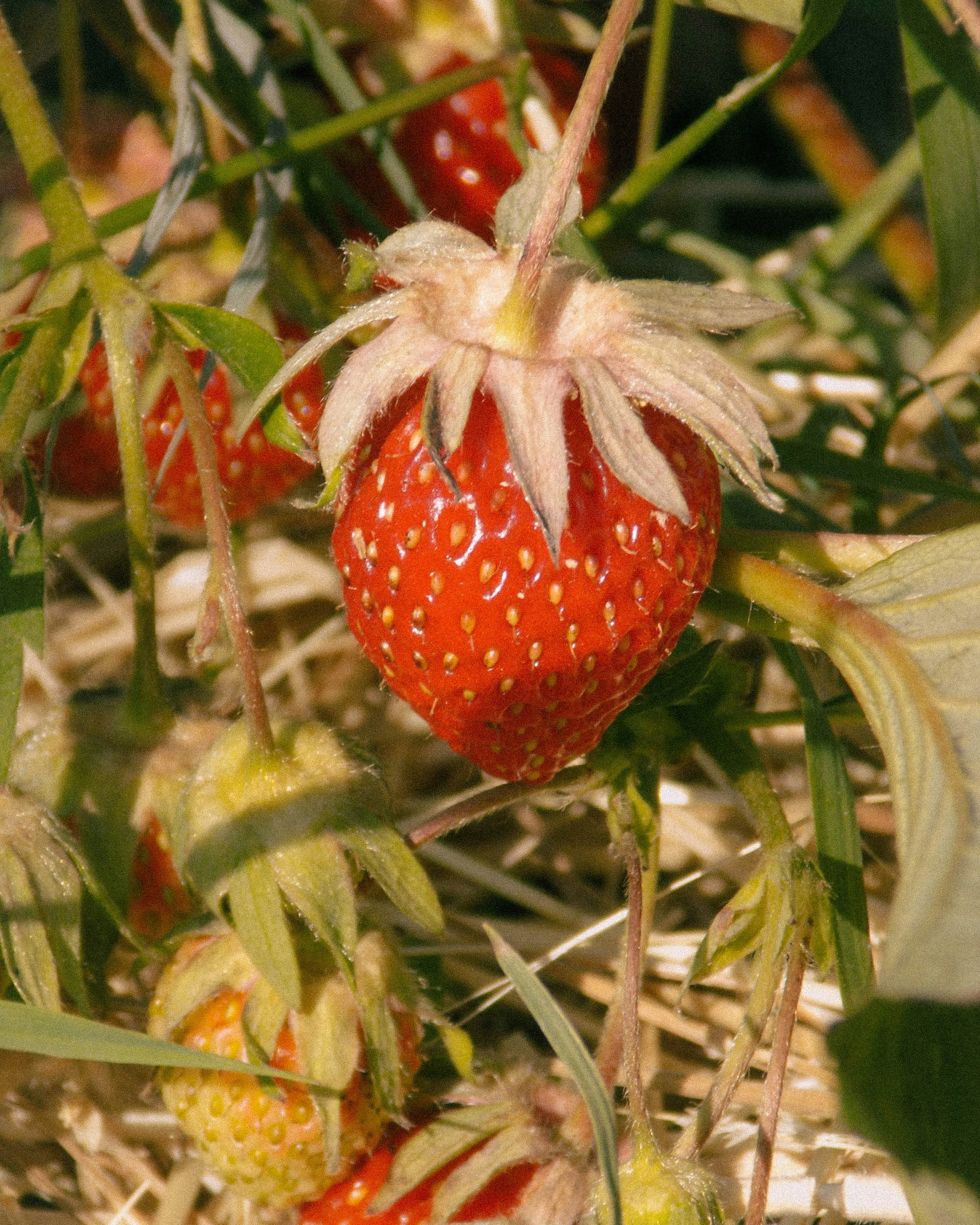 Strawberry - Summer Breeze Cherry Red, Everbearing - Image 2