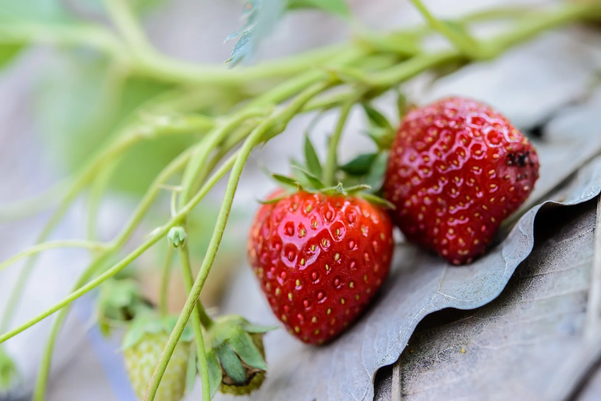 Strawberry - Summer Breeze Pink, Everbearing - Image 2