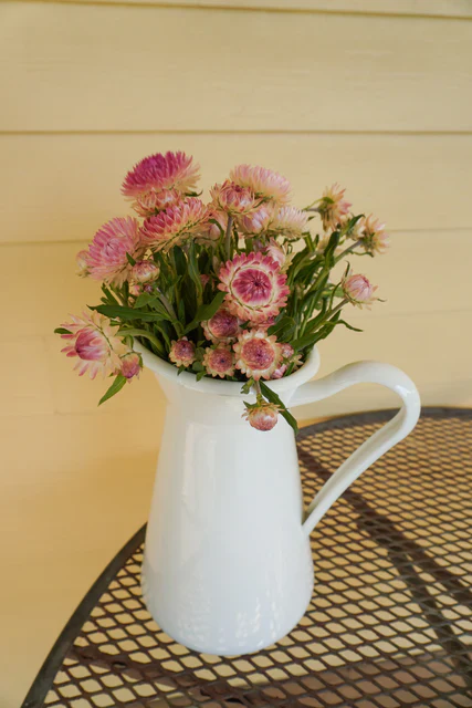 Strawflower Silvery Rose - West Coast Seeds - Image 3