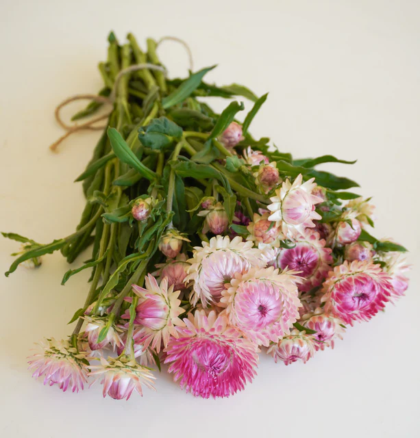 Strawflower Silvery Rose - West Coast Seeds - Image 4
