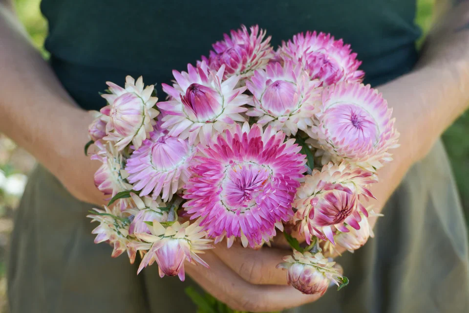 Strawflower Silvery Rose - West Coast Seeds - Image 5