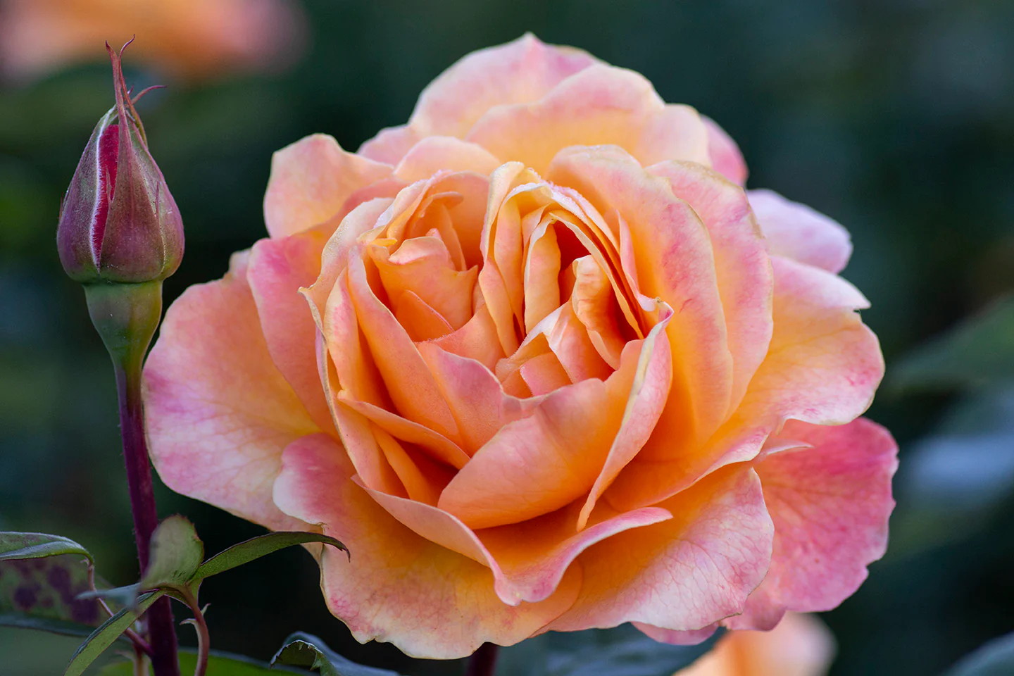 Strike It Rich™ - Star Roses and Plants - Image 2