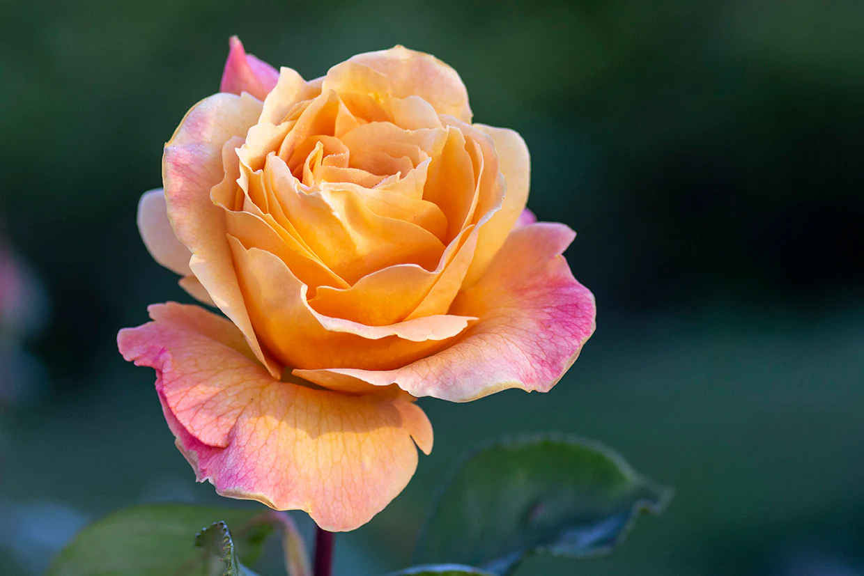 Strike It Rich™ - Star Roses and Plants - Image 3