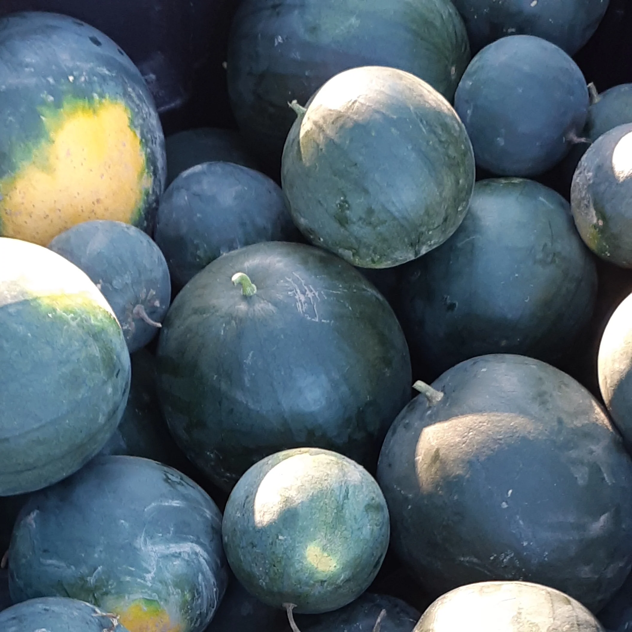 Sugar Baby Watermelon - Saanich Organics
