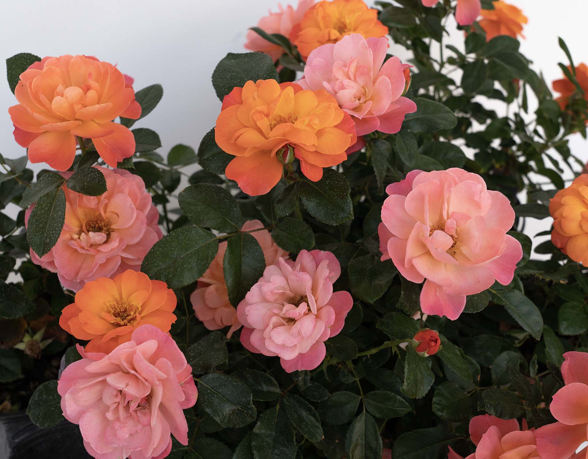 Sugar Candy Rose - Star Roses and Plants