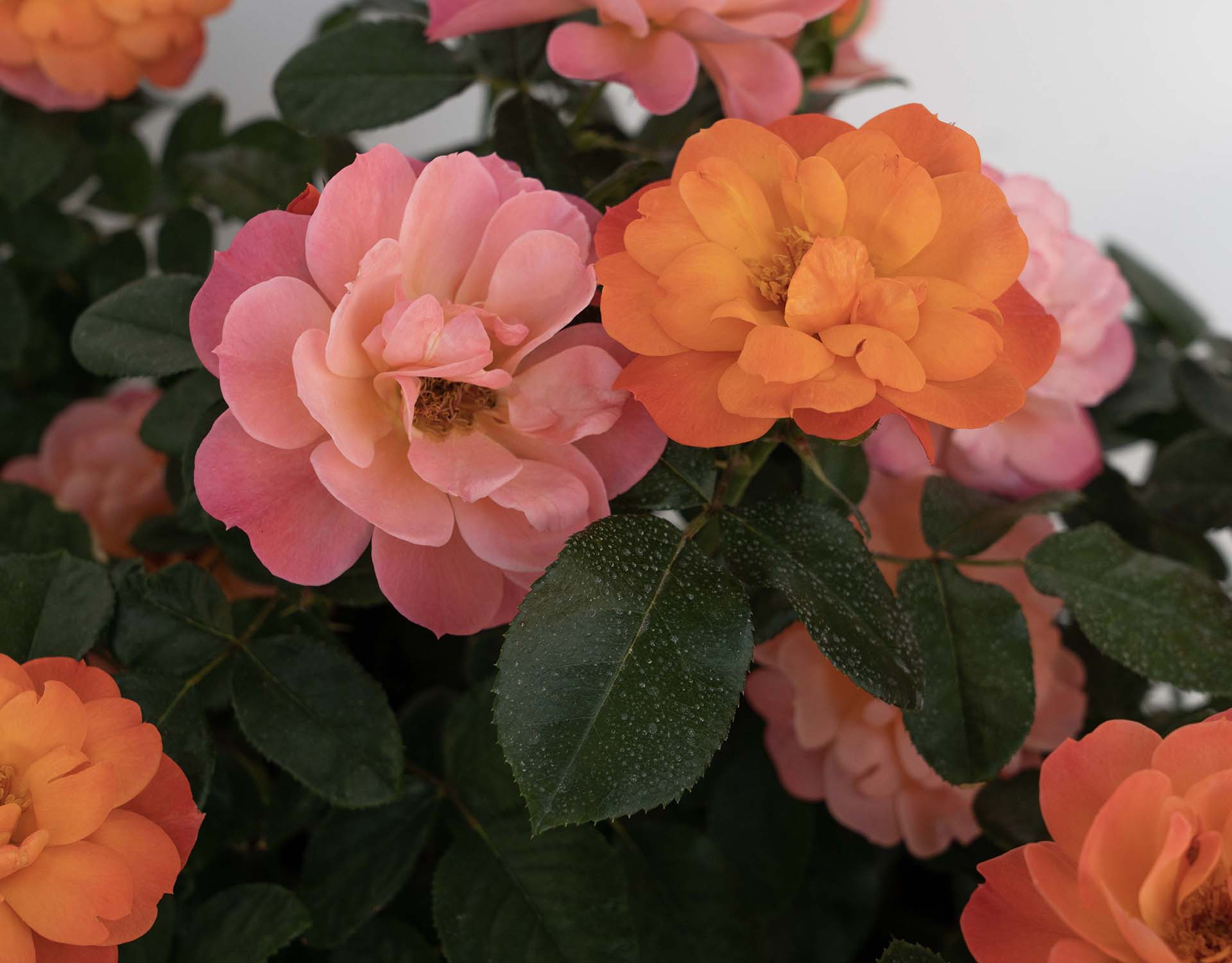 Sugar Candy Rose - Star Roses and Plants - Image 2
