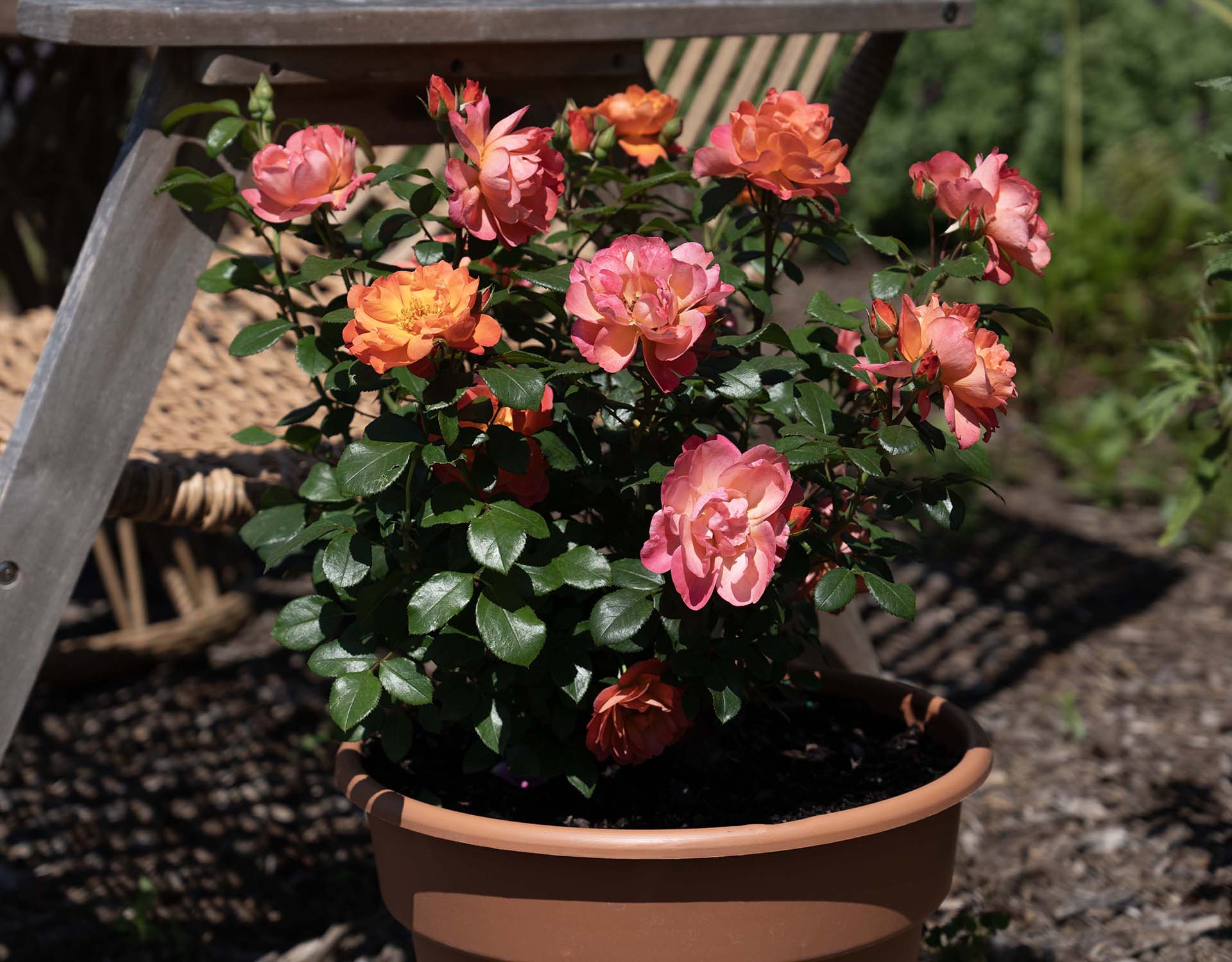 Sugar Candy Rose - Star Roses and Plants - Image 3