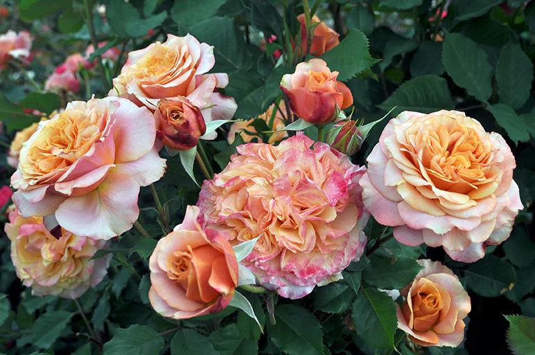 Sunbelt® Crazy Love™ - Kordes® Roses - Image 2